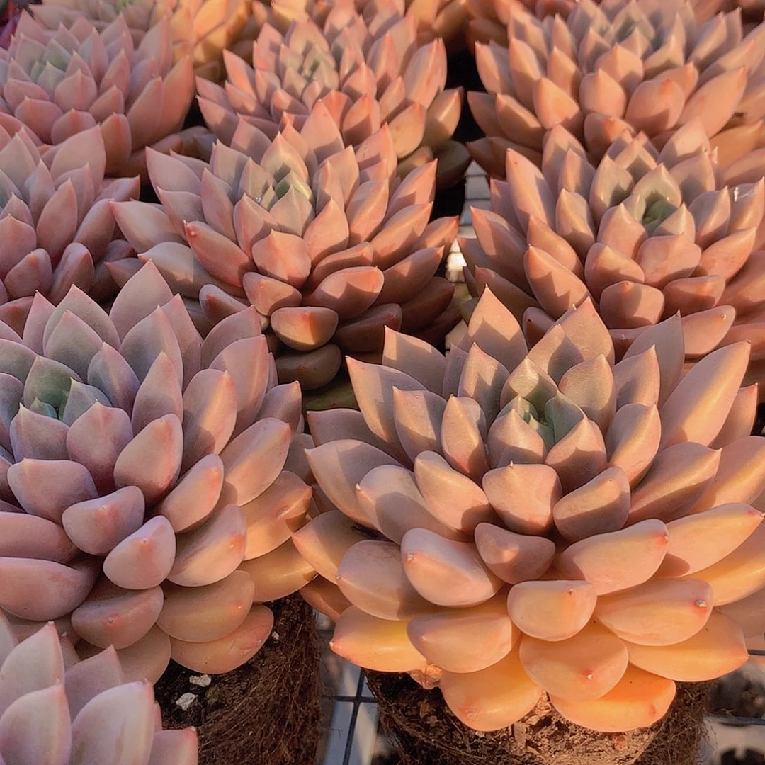 单头红象牙245678999000