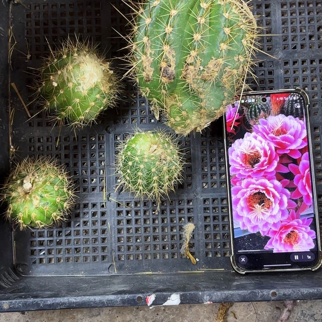 七仙女瑕疵四个无根侧牙地上