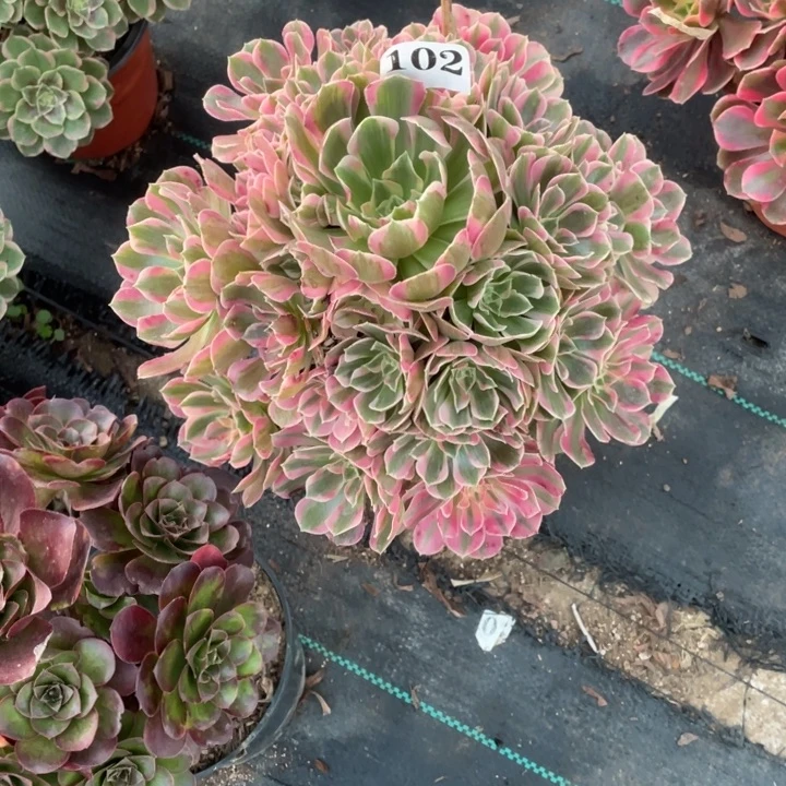 102号精品法师粉女郎