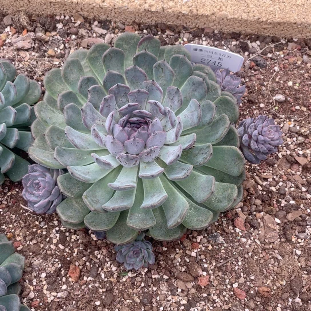 薇薇安园艺多肉2745