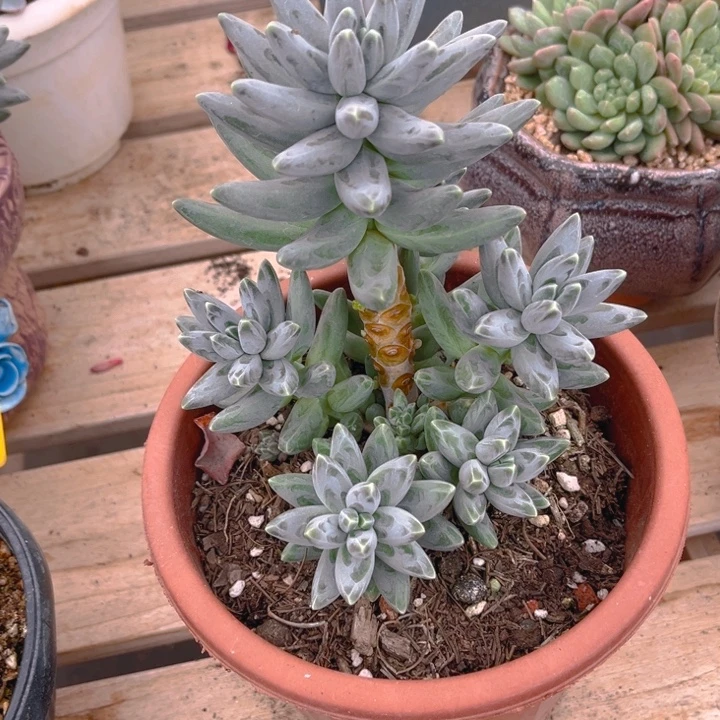 乌拉克拉多肉植物2 9 9