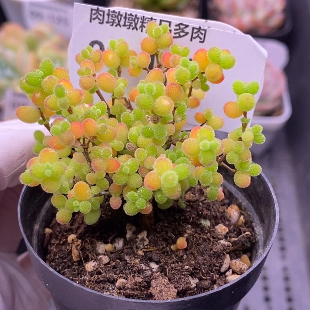 【闪购商品】09-130