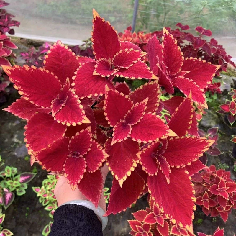 彩叶草盆栽室外花卉好养易活观叶庭院花园阳台植物红叶七彩变色紫