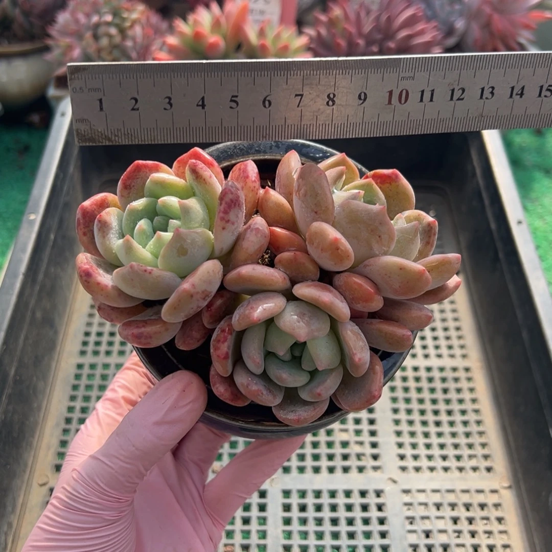 表妹精品多肉植物026.