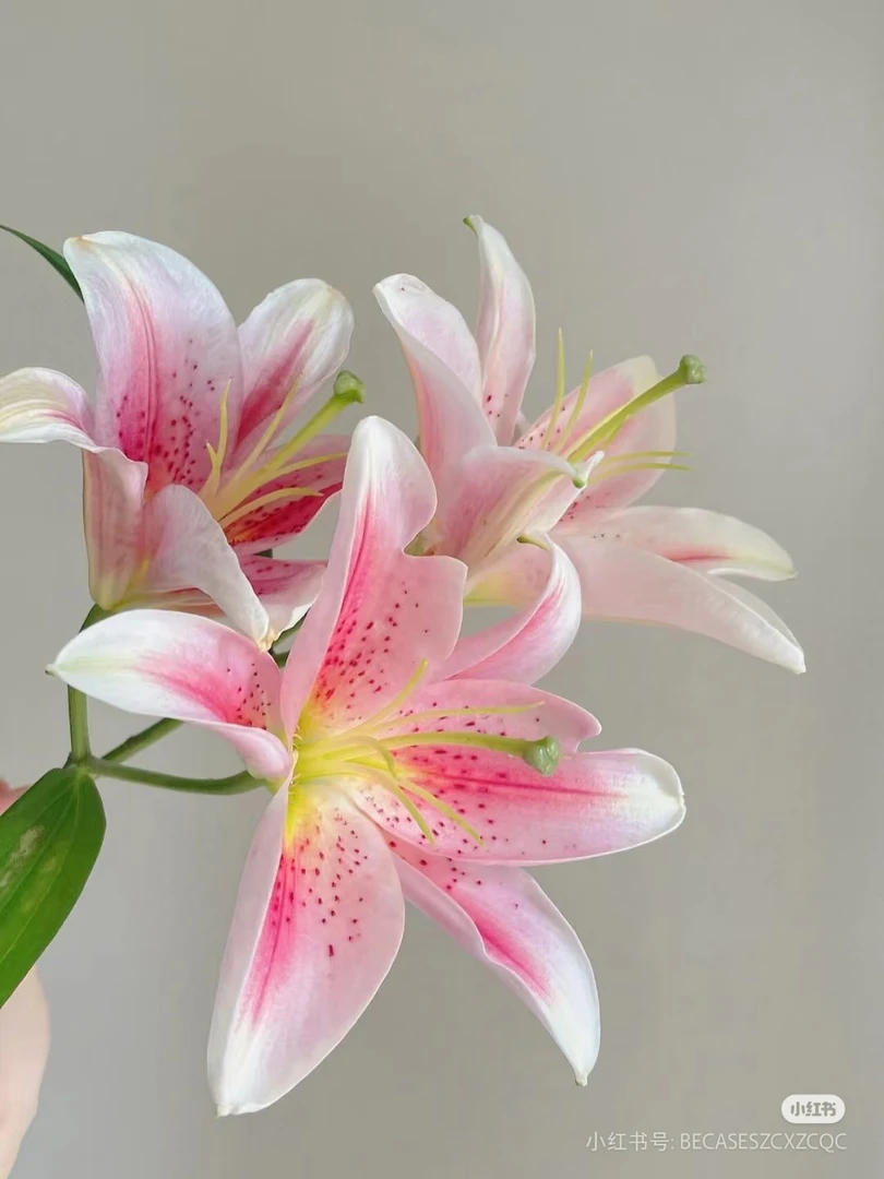 梯伯香水百合（一单中通）