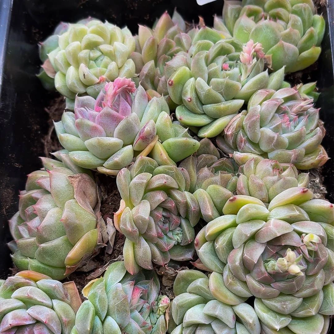 多肉植物多肉植物940