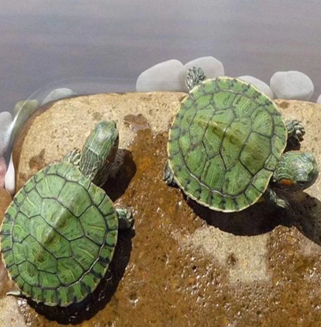 乌龟宠物活体直播链接