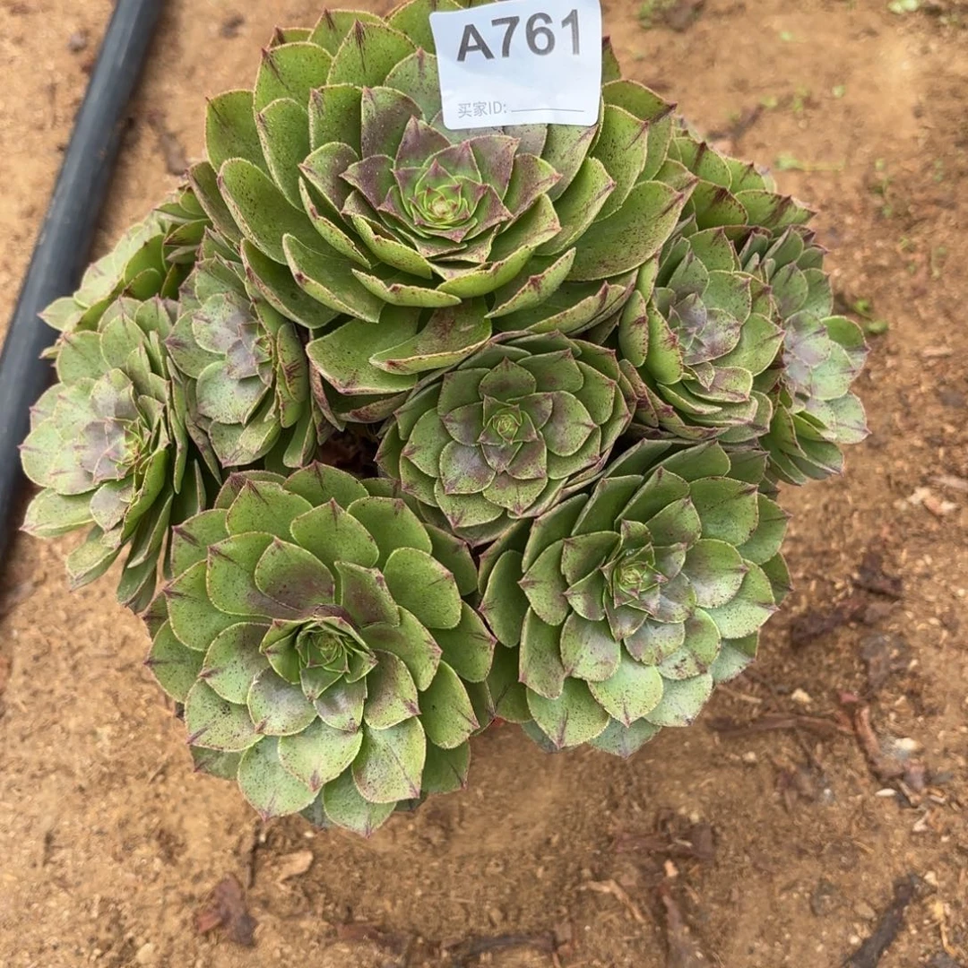 万拉丝断枝不包761