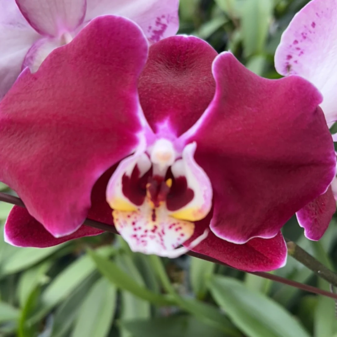 【幻影出梗苗】3.5寸蝴蝶兰春节开花