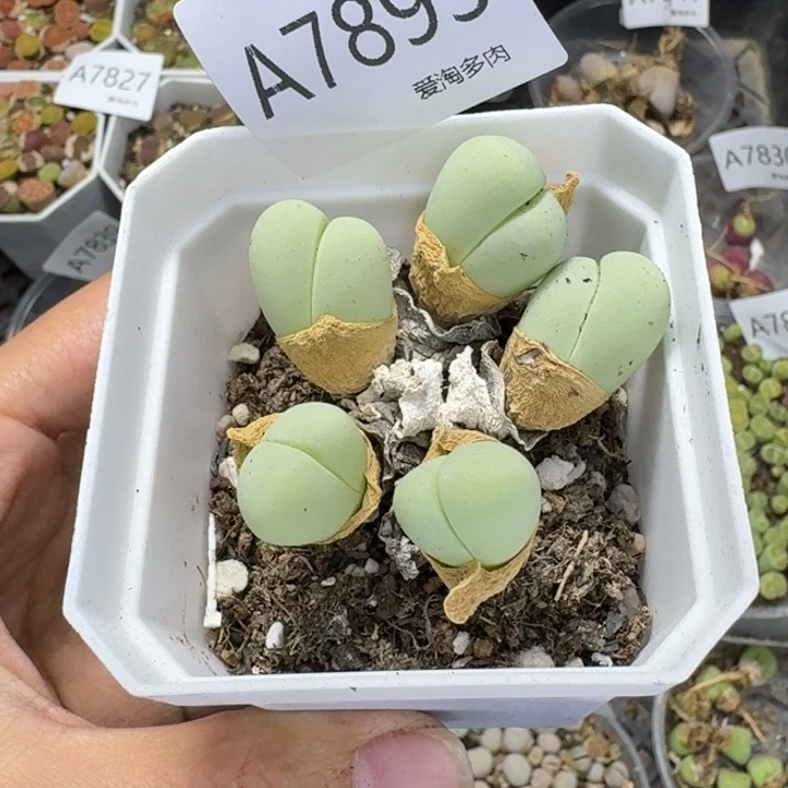 7893 生石花和肉锥