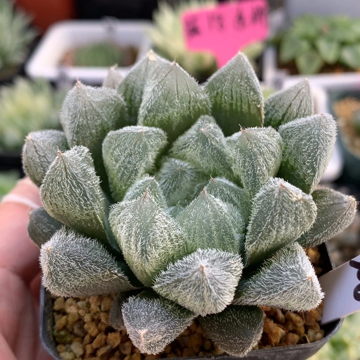 实生毛玉露带盆土发货