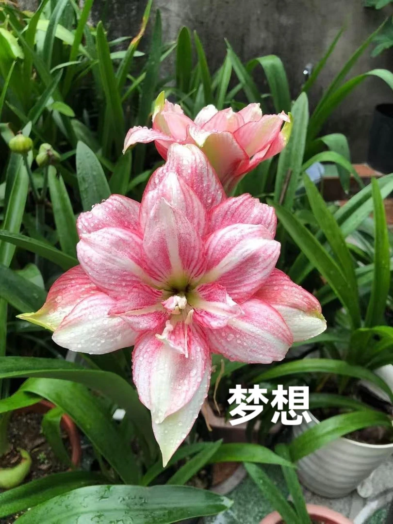 S孤挺花园 朱顶红 梦想 裸球