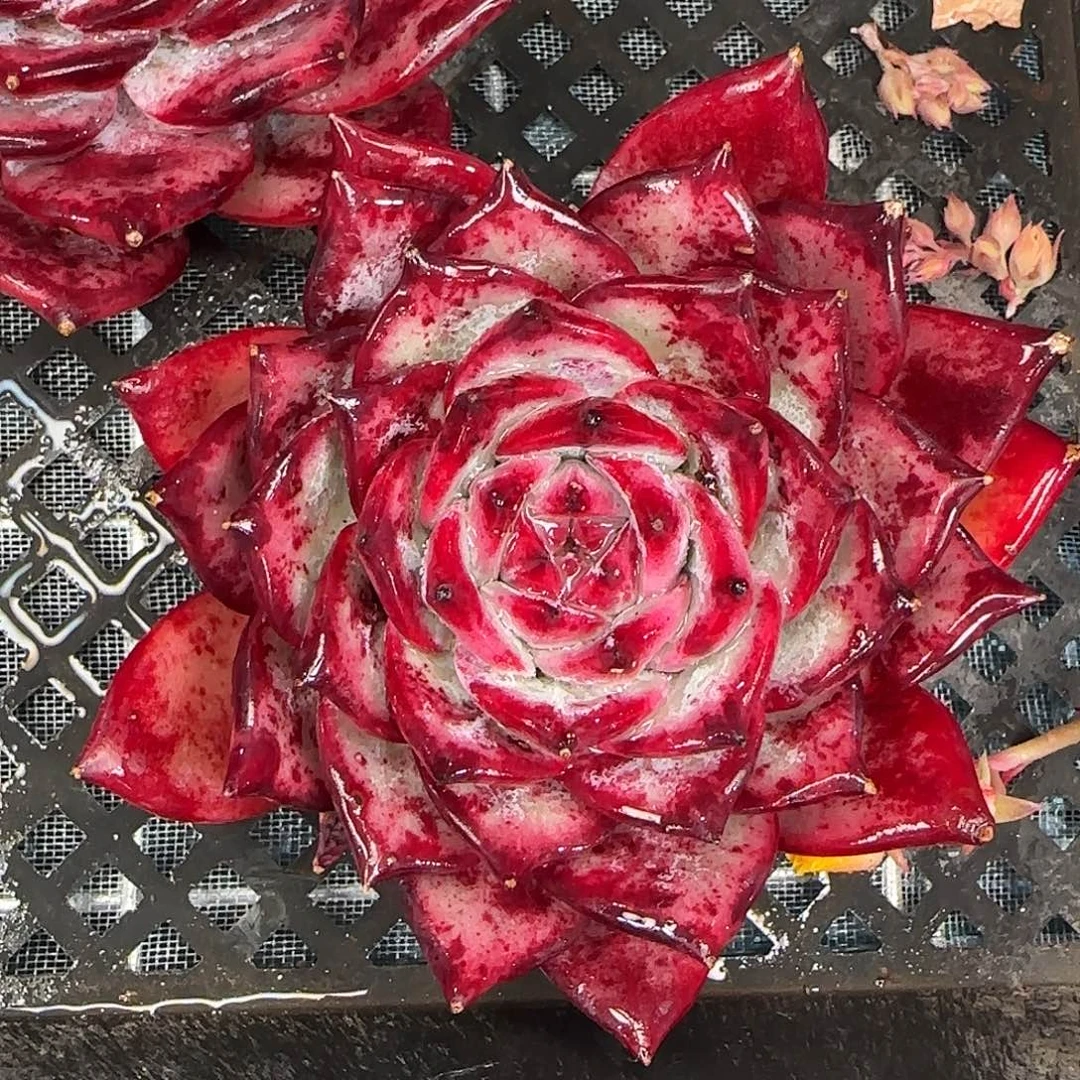 从前慢花园精选红拉糖