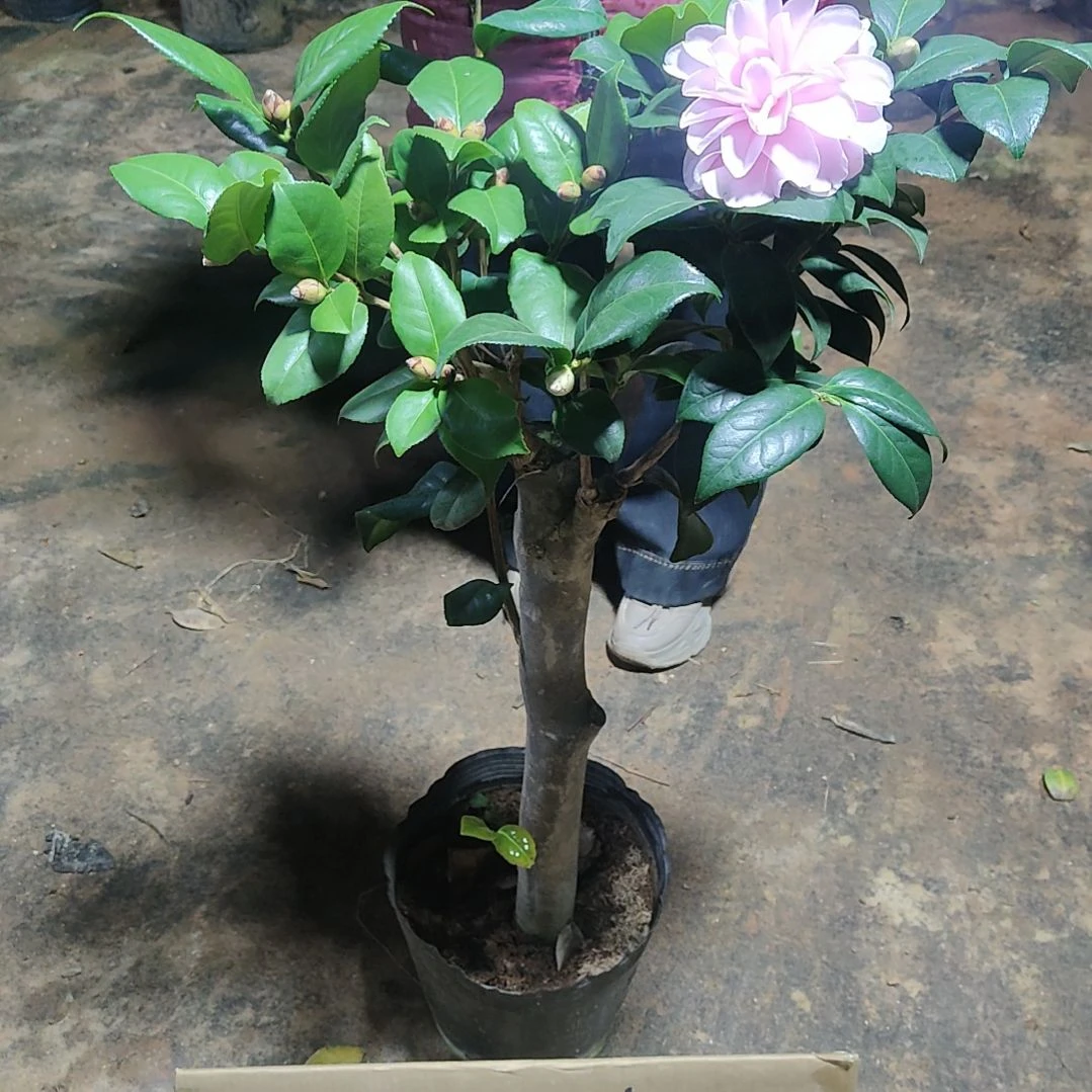 全部花苞越**好三品混接不包邮