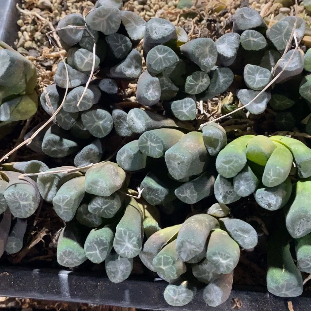 375 一颗大雪葵万象 炸弹福利