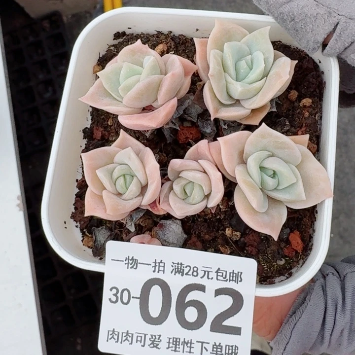 可爱玫瑰不包整多肉，
