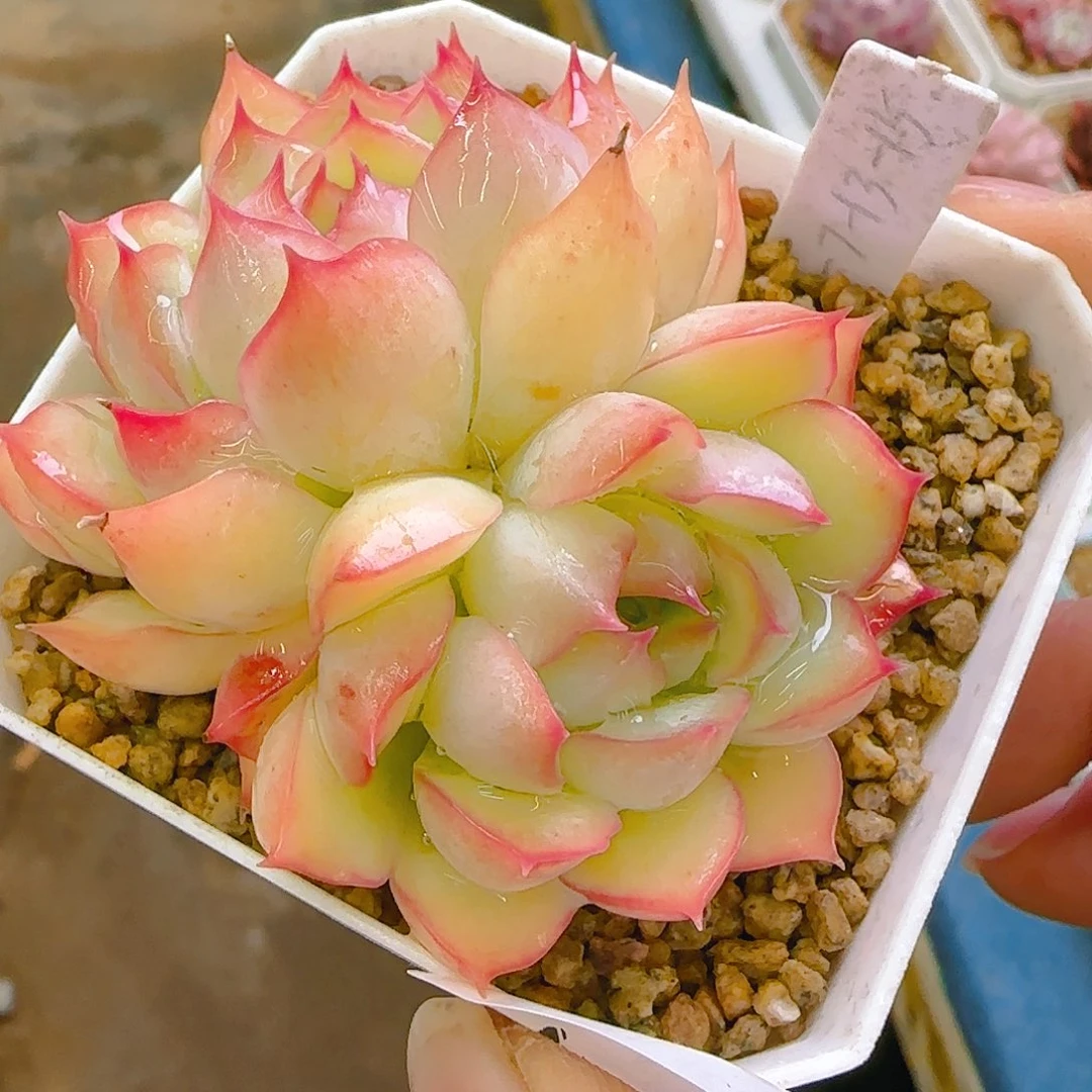 仙农荷花，077、仙农出品，