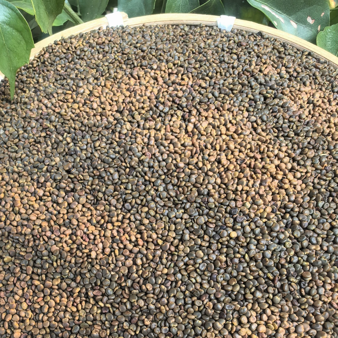 【阿海精选】土特产沙苑子