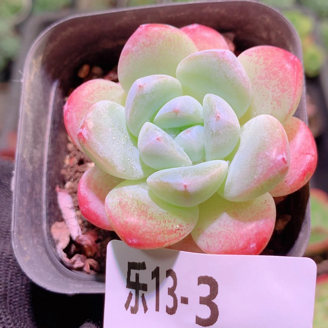 乐然13-3 冰玉单头