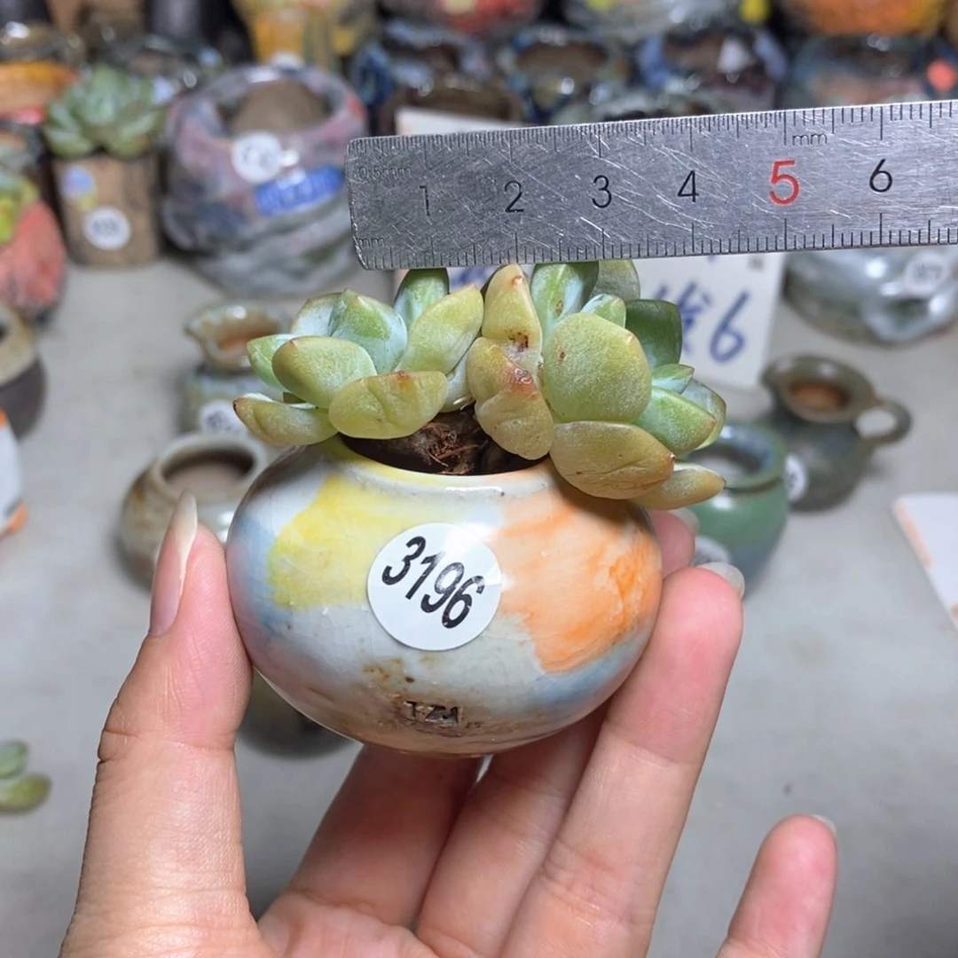 拍5送一个小礼物