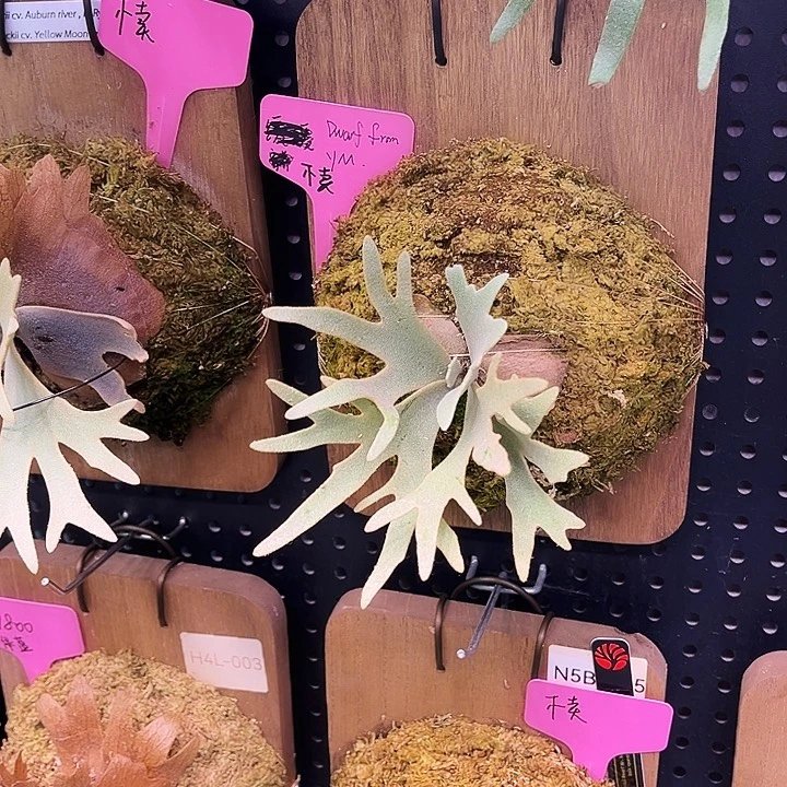 不开花植物Nook侏儒黄月