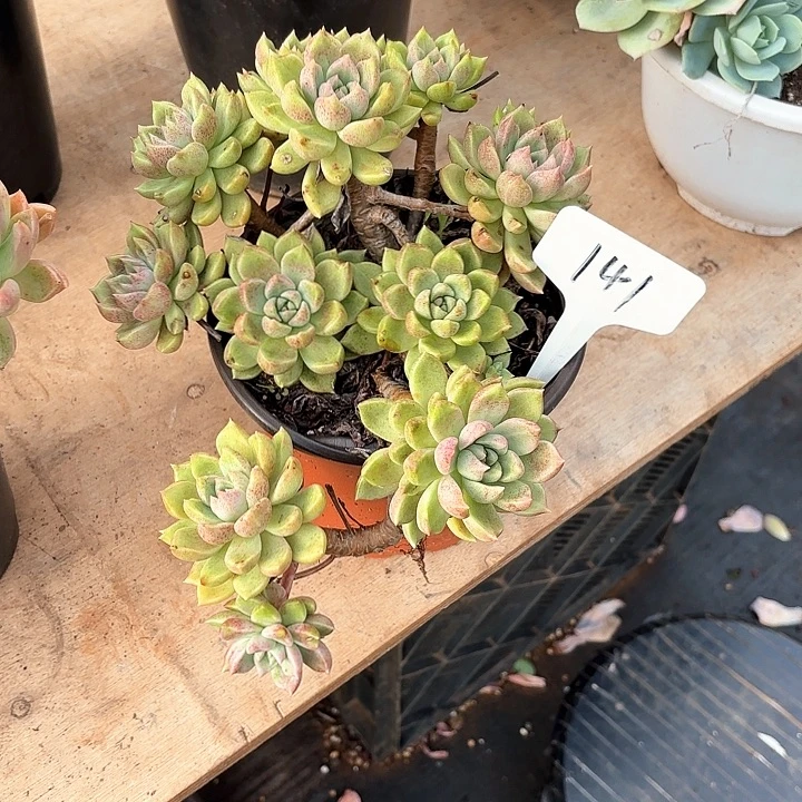 多肉植物，璀璨141号