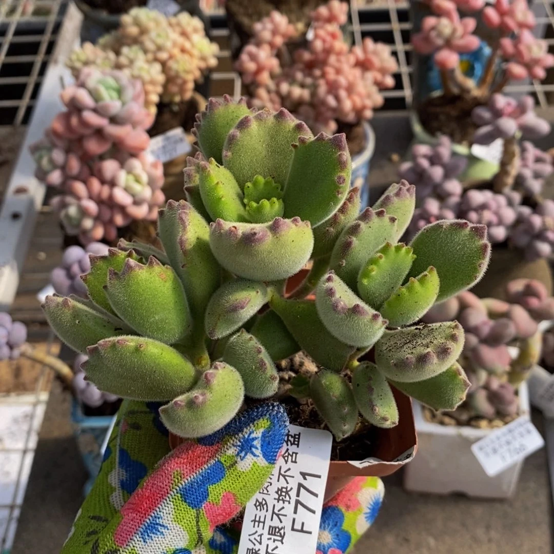 熊771/9cm多肉多肉