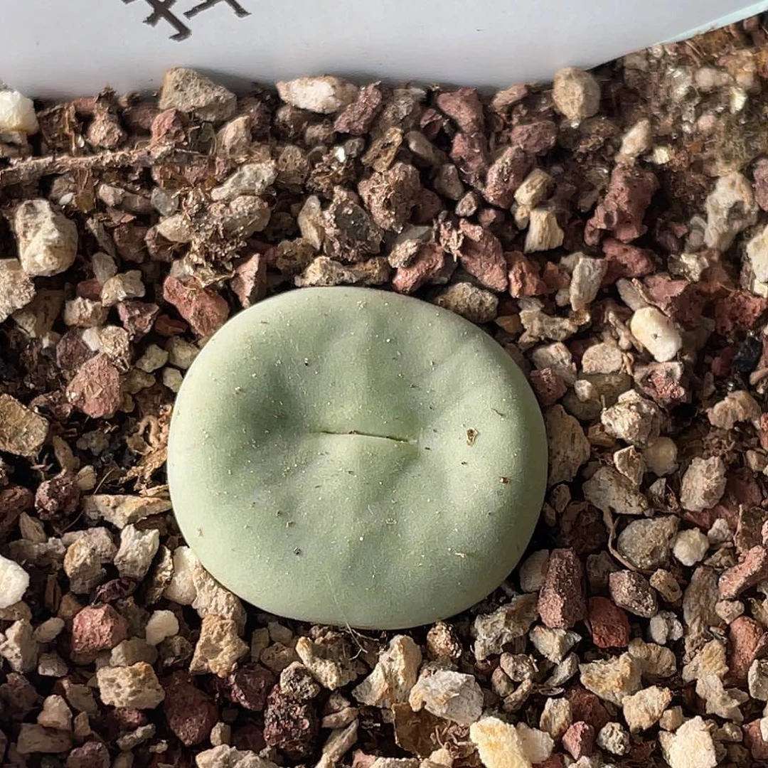 13-6嘴多肉植物肉锥