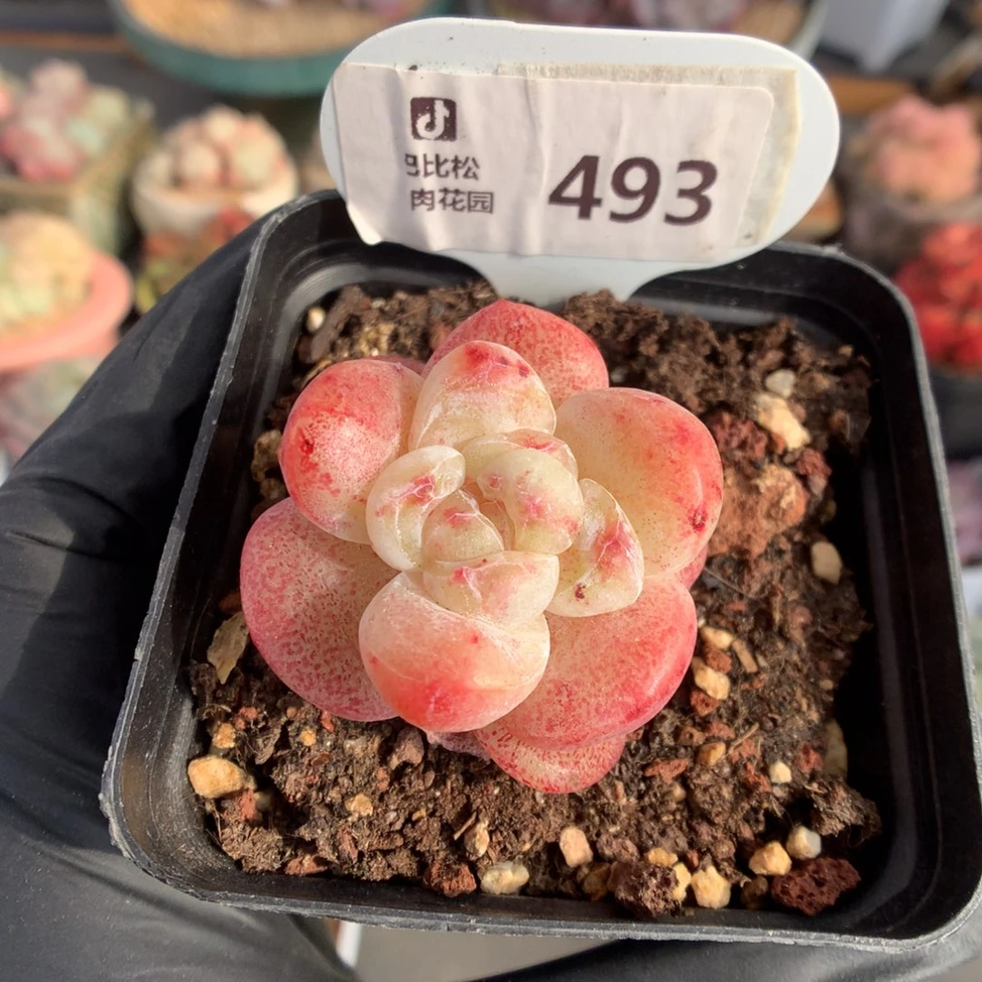 493 冰玉石化福利拍