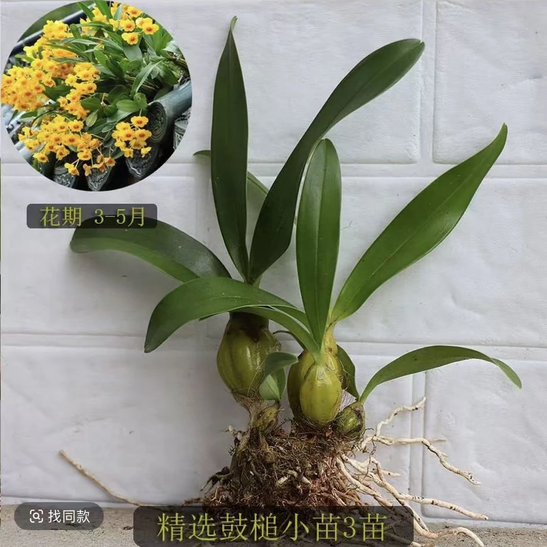 鼓槌石斛：开花金黄色、花、杆均可以使用