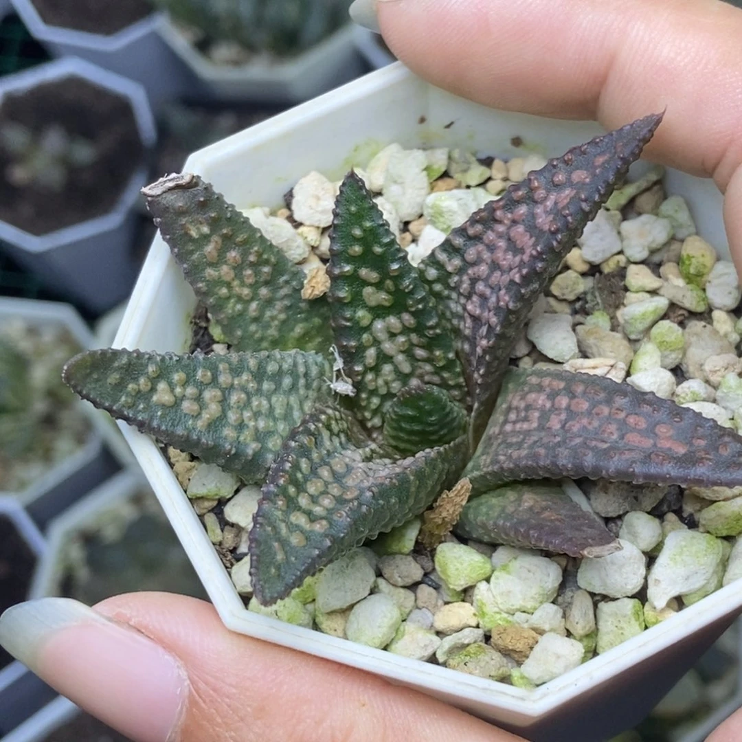 硬叶一物一拍的时候就