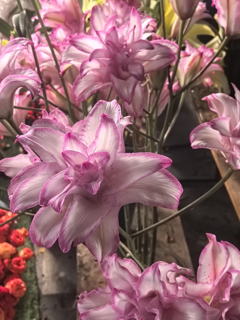 【振东品牌基地】稀缺重瓣香水百合|全场任意满两单鲜花包邮