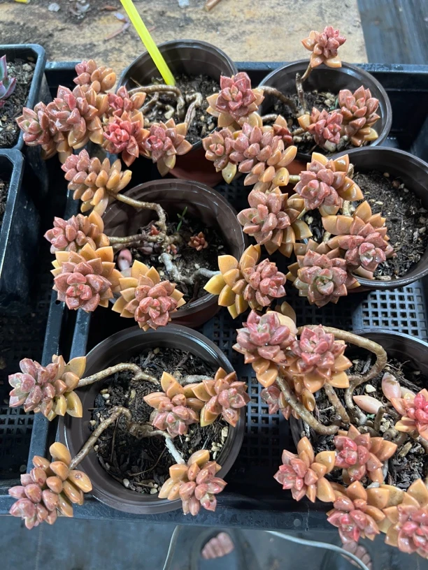 【基隆月 满足九块九包邮】阳台办公室庭院老桩盆栽多肉植物