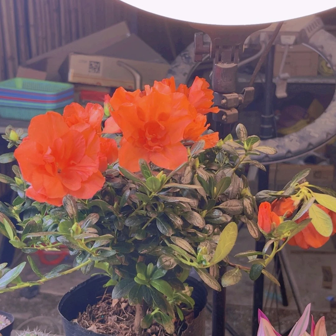 杜鹃花超大盆带盆