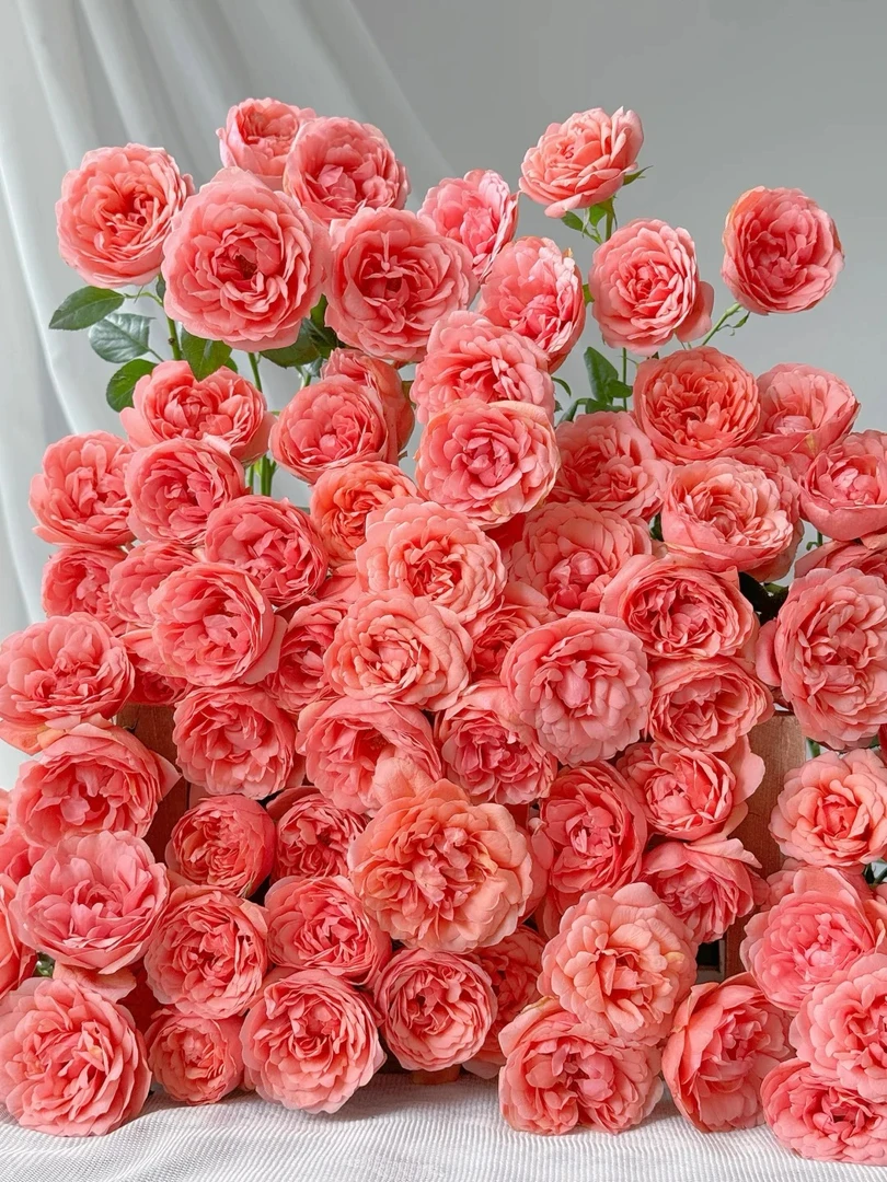 婵之语优选桃红果汁多头玫瑰