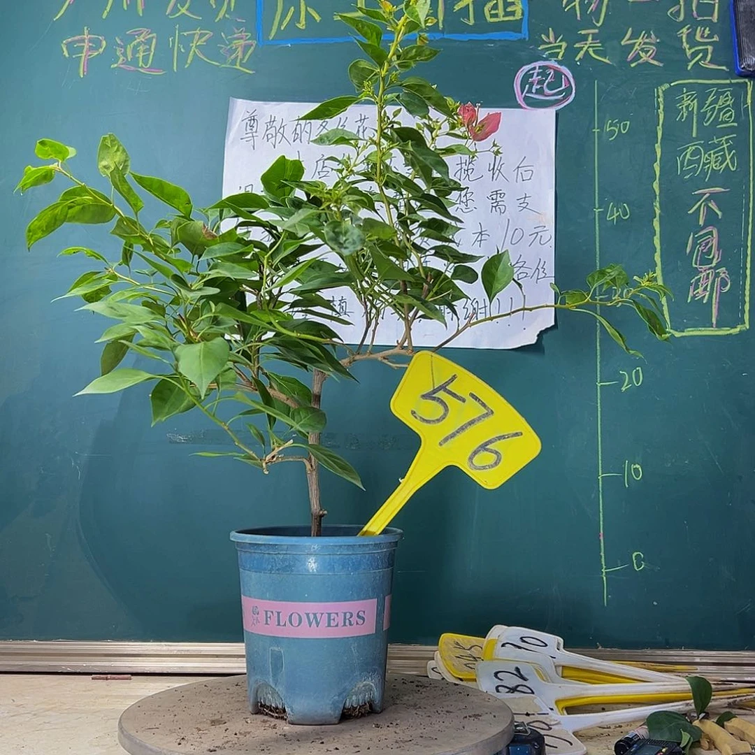 当前无花栽培后可以开花暗斑水晶576