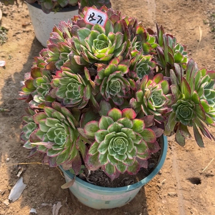 13-71莲花多肉植物