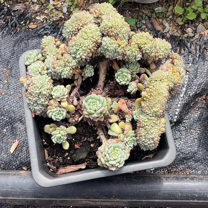 风****白胖子缀化，一物一拍