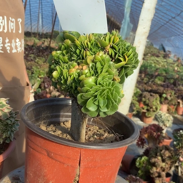 只***只B104绿羊绒绿羊绒绿羊绒