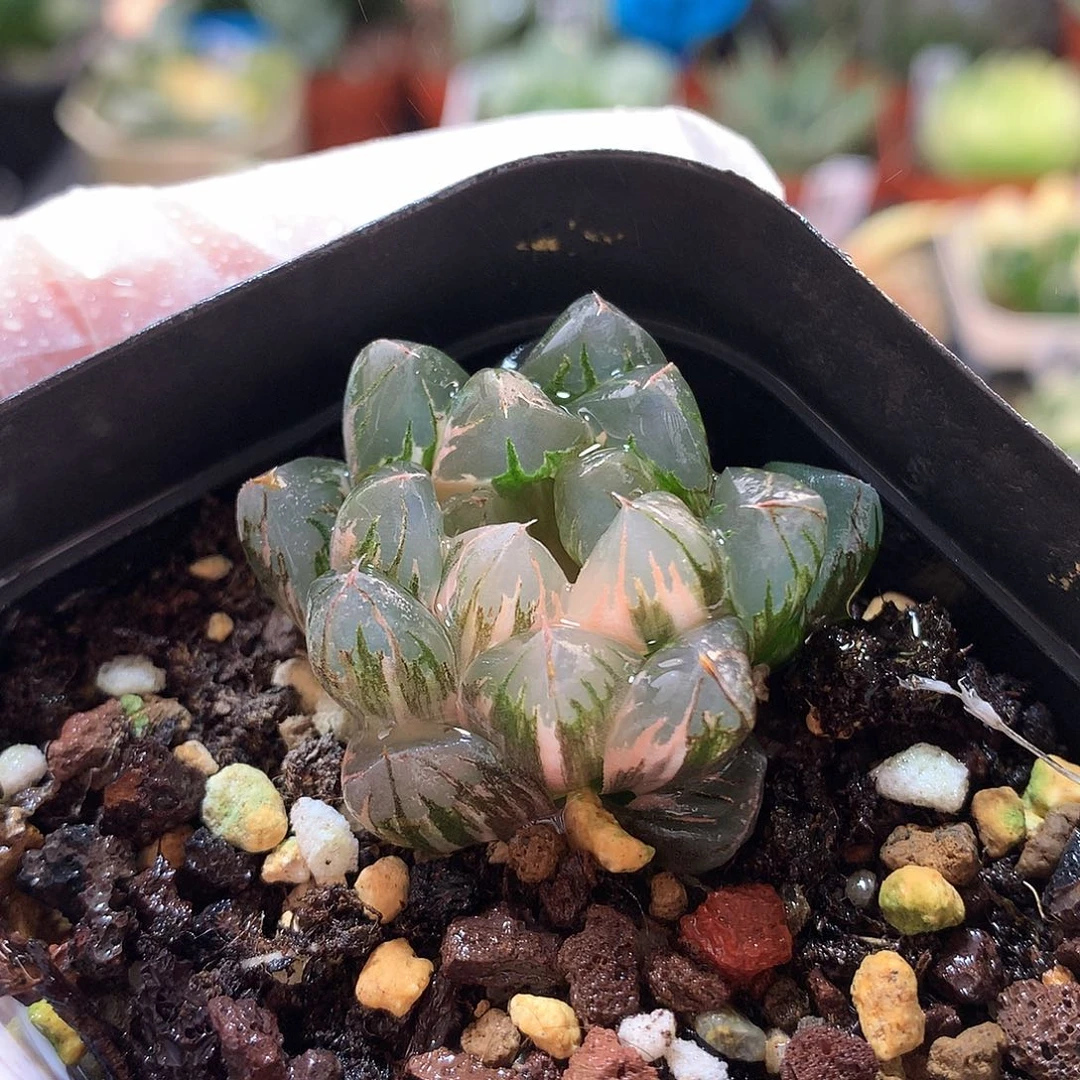 187号北极之光玉露锦