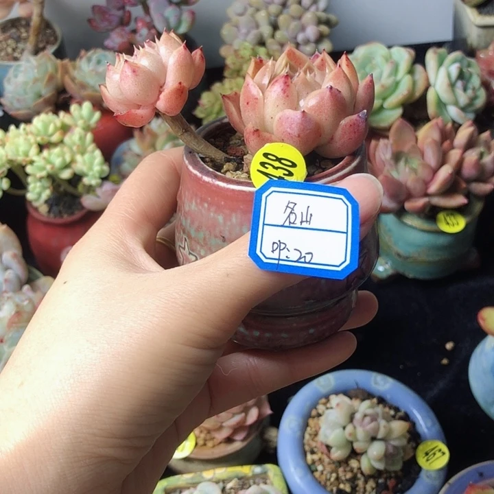 名****艺明  山      带盆