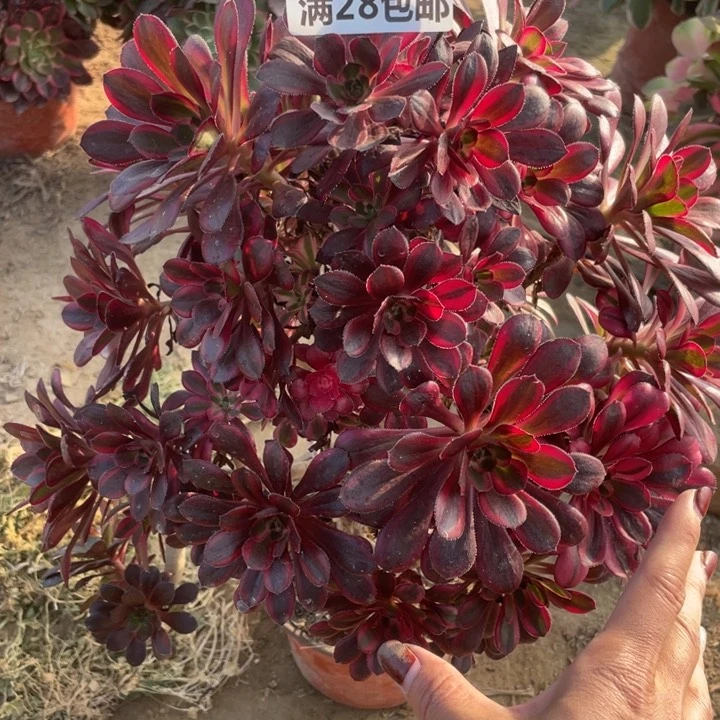 1521一号棚香奈儿母本多肉C