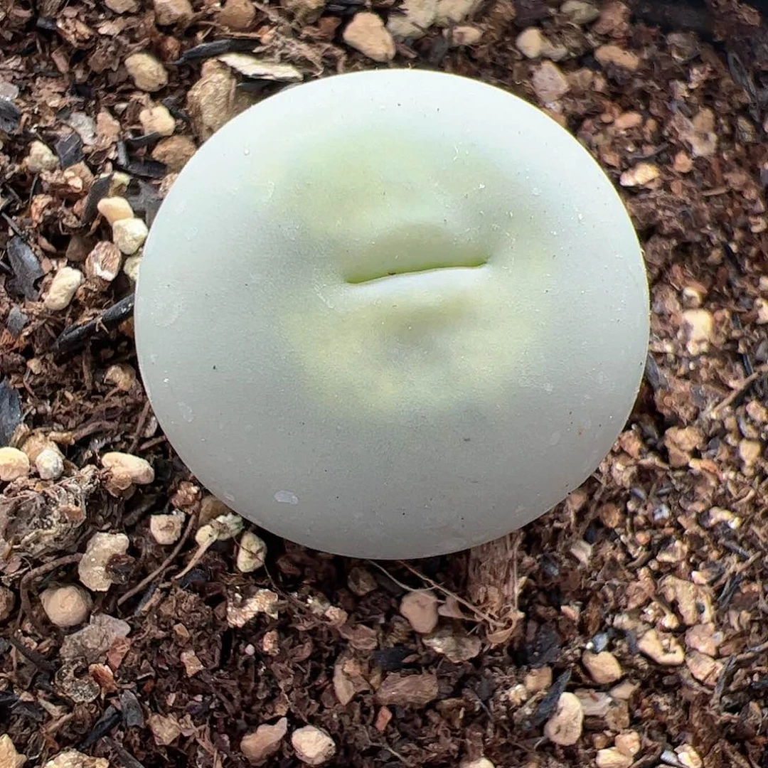 【闪购商品】192 鸽子蛋