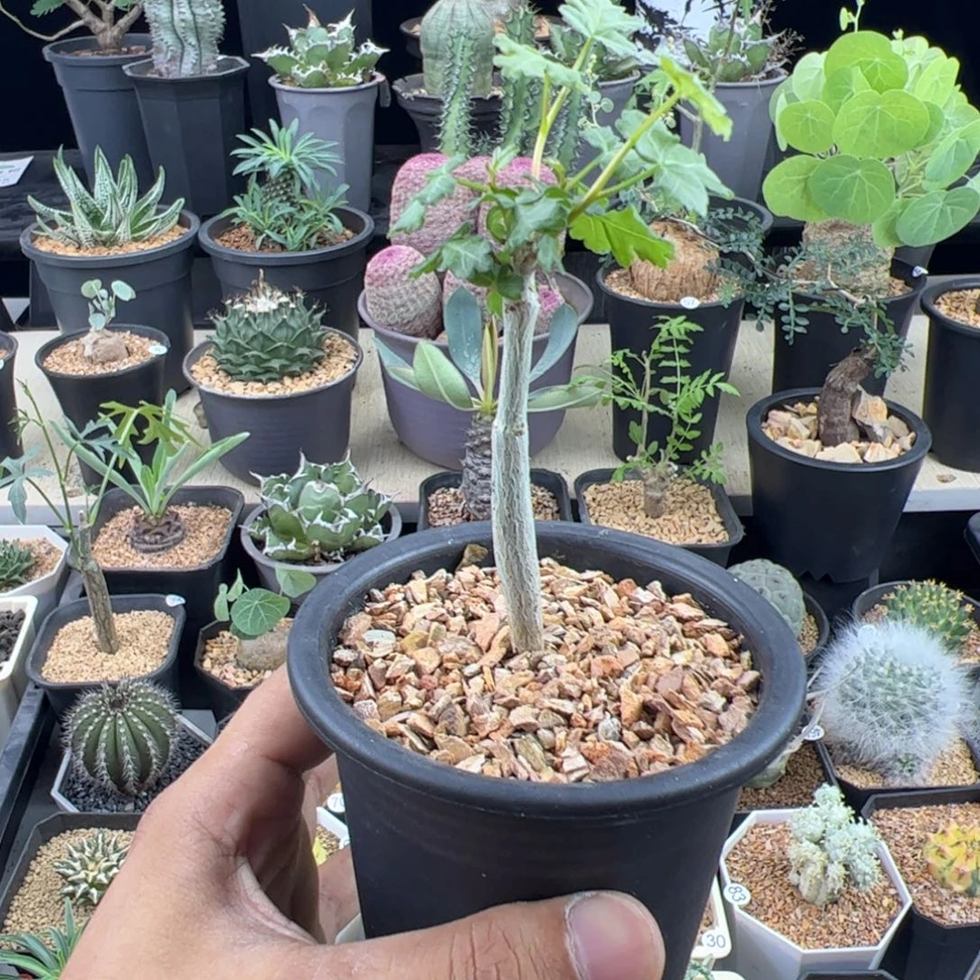 正版芳香橄榄实生一物一拍带盆发