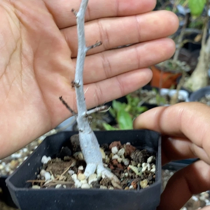 皮皮虾烈揽胜运动版谍照曝光。