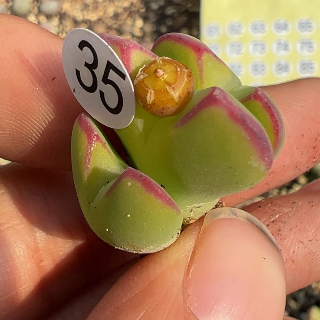 多肉植物111111111111111