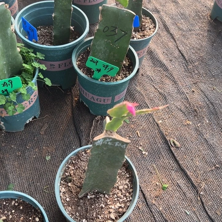 梅***61号荷花仙子，888888