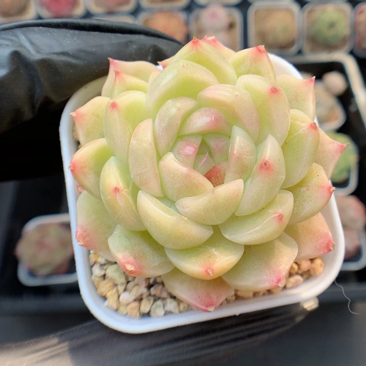 多肉植物。 糖心6