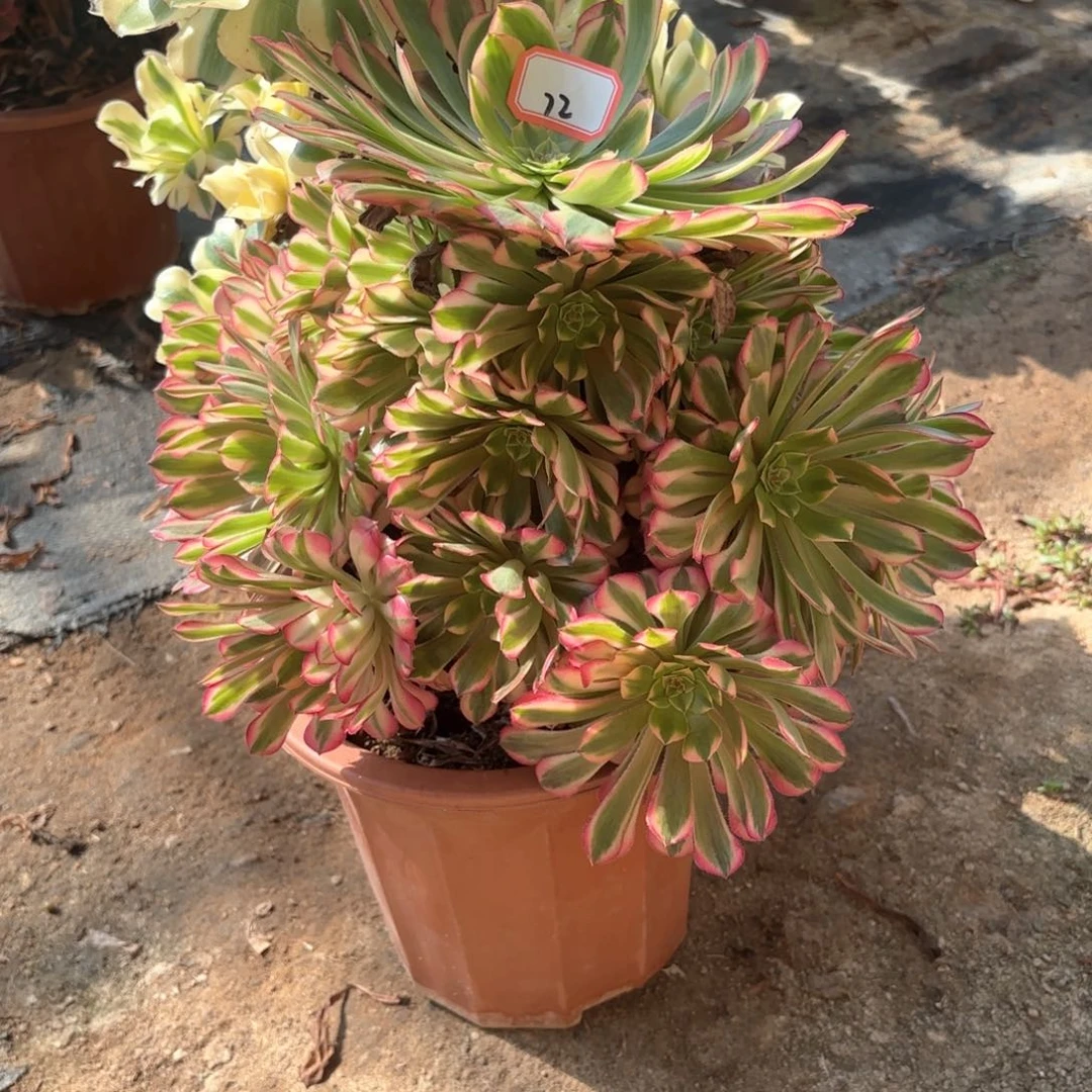 全部花朵72祝融多肉植物