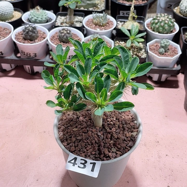 431实生鬼切阁块根